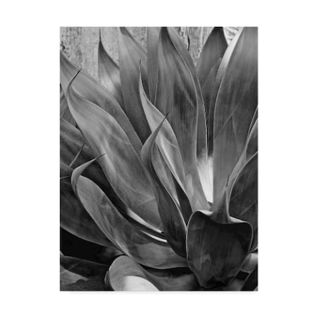 American School 'Pasadena Succulent' Canvas Art,35x47